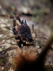 Metagyndes pulchella