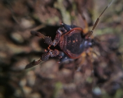 Metagyndes pulchella