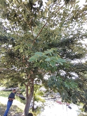 Albizia lebbeck