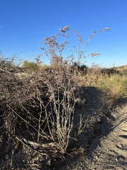 Eriogonum plumatella