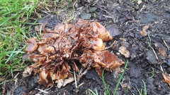 Flammulina velutipes