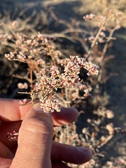 Eriogonum plumatella