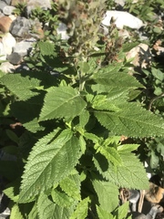Teucrium canadense canadense