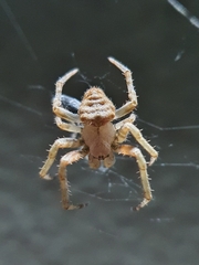 Pararaneus