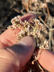 Eriogonum plumatella