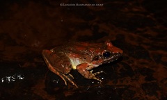 Limnonectes paramacrodon