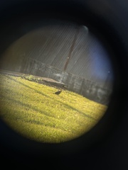 Colaptes campestris campestroides