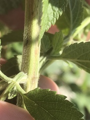 Teucrium canadense canadense