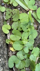Dichondra carolinensis