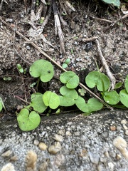 Dichondra carolinensis