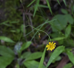 Hieracium venosum