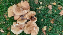 Paxillus cuprinus