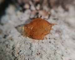 Acanthoprocta pustulata