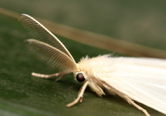 Marblepsis melanocraspis
