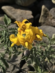 Solanum corneliomulleri