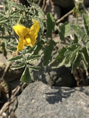 Solanum corneliomulleri