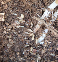 Reticulitermes grassei