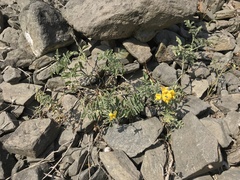Solanum corneliomulleri