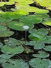 Nymphaea lotus