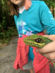 Anolis equestris