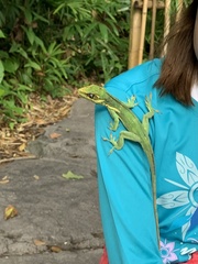 Anolis equestris