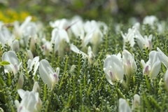 Astragalus angustifolius
