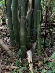 Anolis equestris