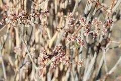Eriogonum plumatella