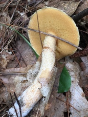 Suillus acidus