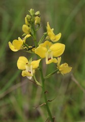 Eulophia speciosa