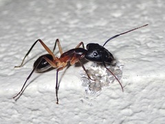 Camponotus confusus