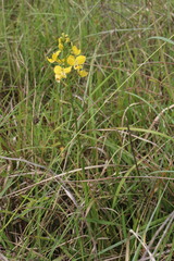 Eulophia speciosa