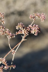 Eriogonum plumatella