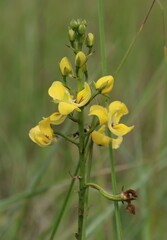 Eulophia speciosa