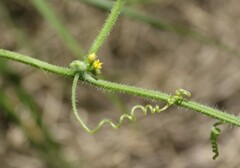 Cucumis maderaspatanus