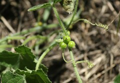 Cucumis maderaspatanus