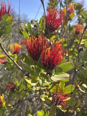 Leucospermum praecox