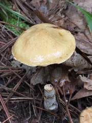 Suillus acidus