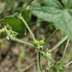 Cucumis maderaspatanus