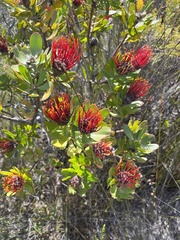 Leucospermum praecox