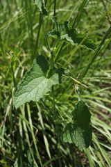 Cucumis maderaspatanus