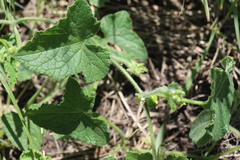Cucumis maderaspatanus