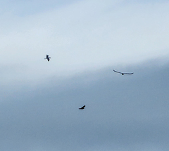 Buteo buteo rothschildi