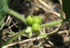 Cucumis maderaspatanus