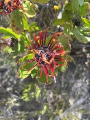 Leucospermum praecox