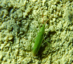 Trigonotylus