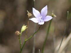 Wahlenbergia krebsii