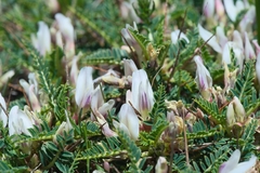 Astragalus greuteri