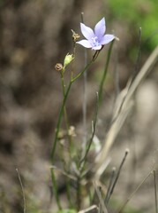 Wahlenbergia krebsii