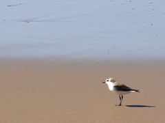 Charadrius marginatus